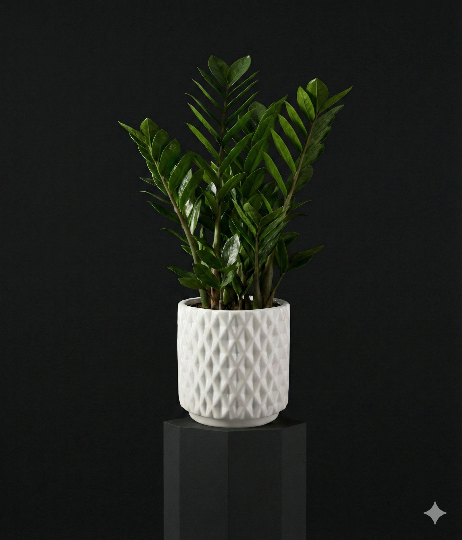zz+plant.png